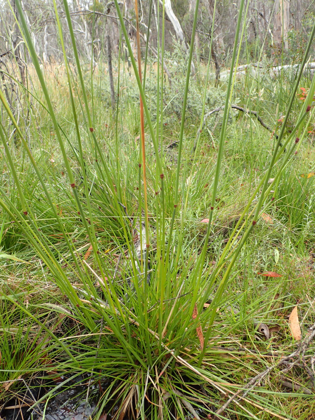 Hookerochloa hookeriana (hero image)