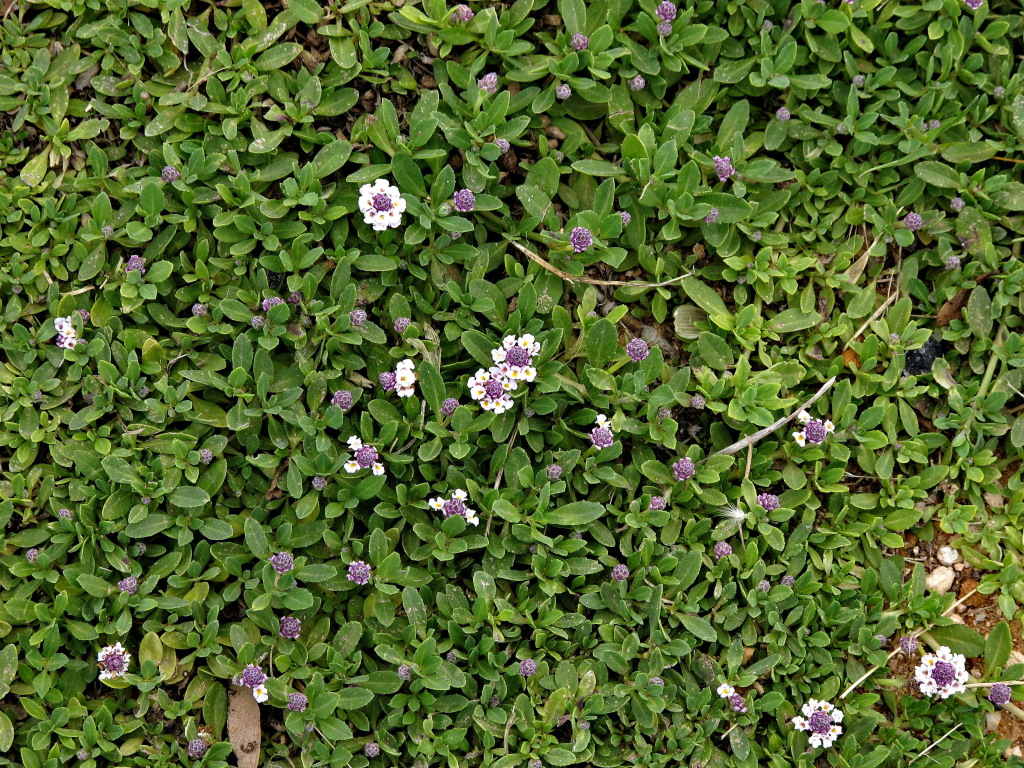 Phyla nodiflora var. minor (hero image)