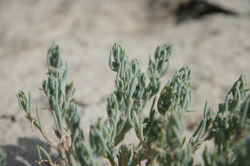 Neobassia proceriflora (hero image)