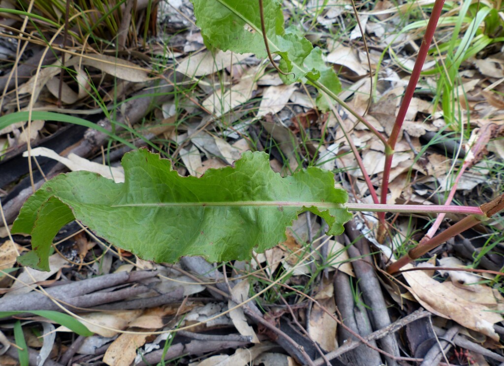 Rumex crispus (hero image)