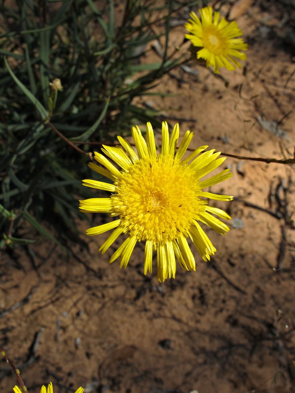 Podolepis rugata subsp. glabrata (hero image)