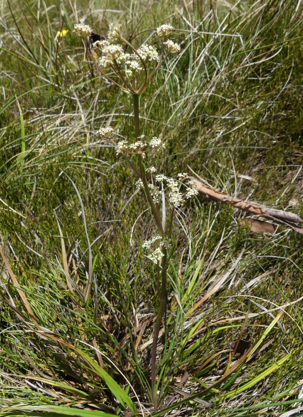 Aciphylla simplicifolia (hero image)