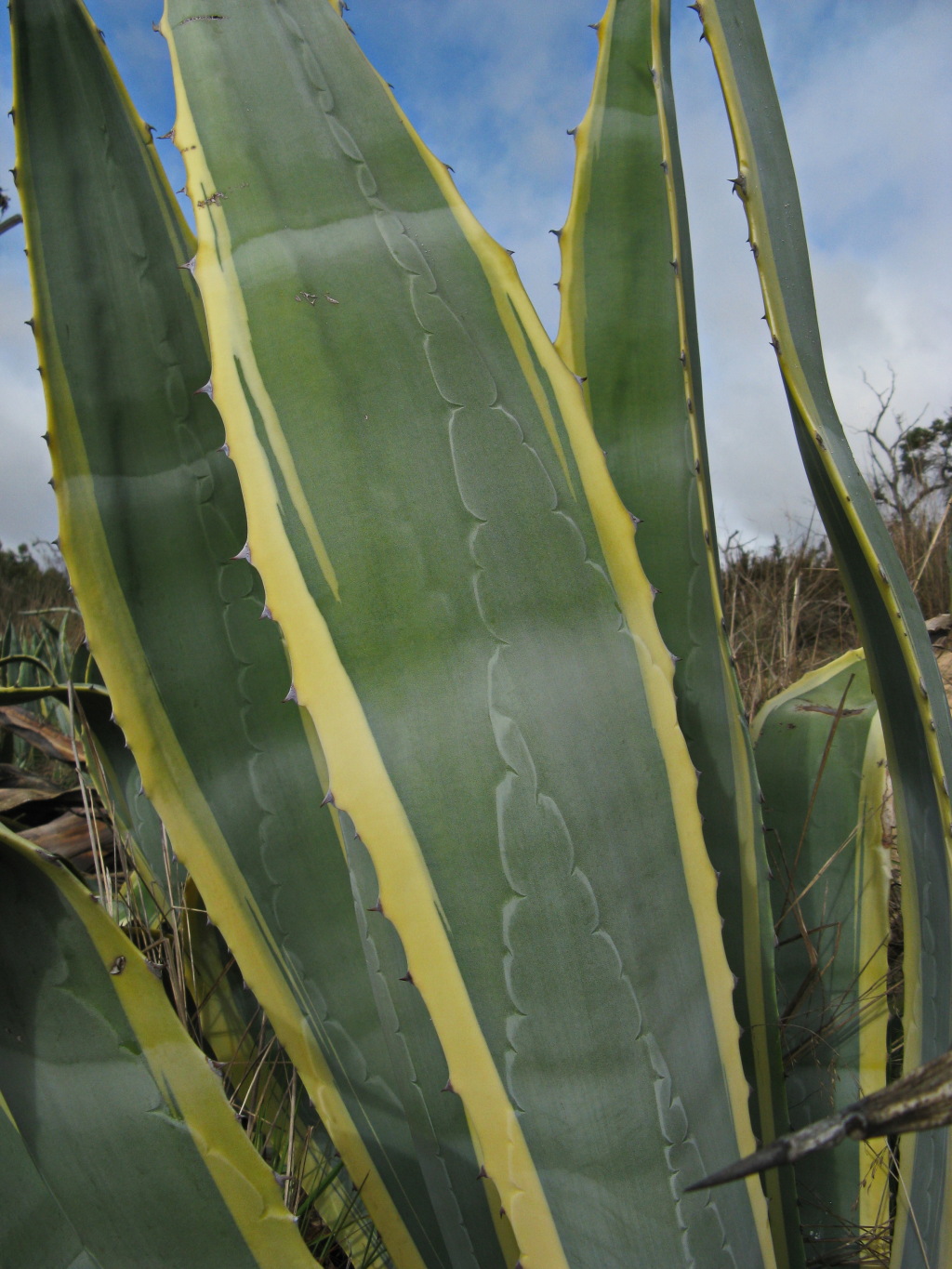 Agave (hero image)