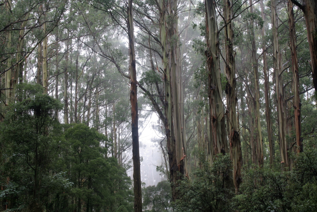 VicFlora: Eucalyptus viminalis subsp. viminalis