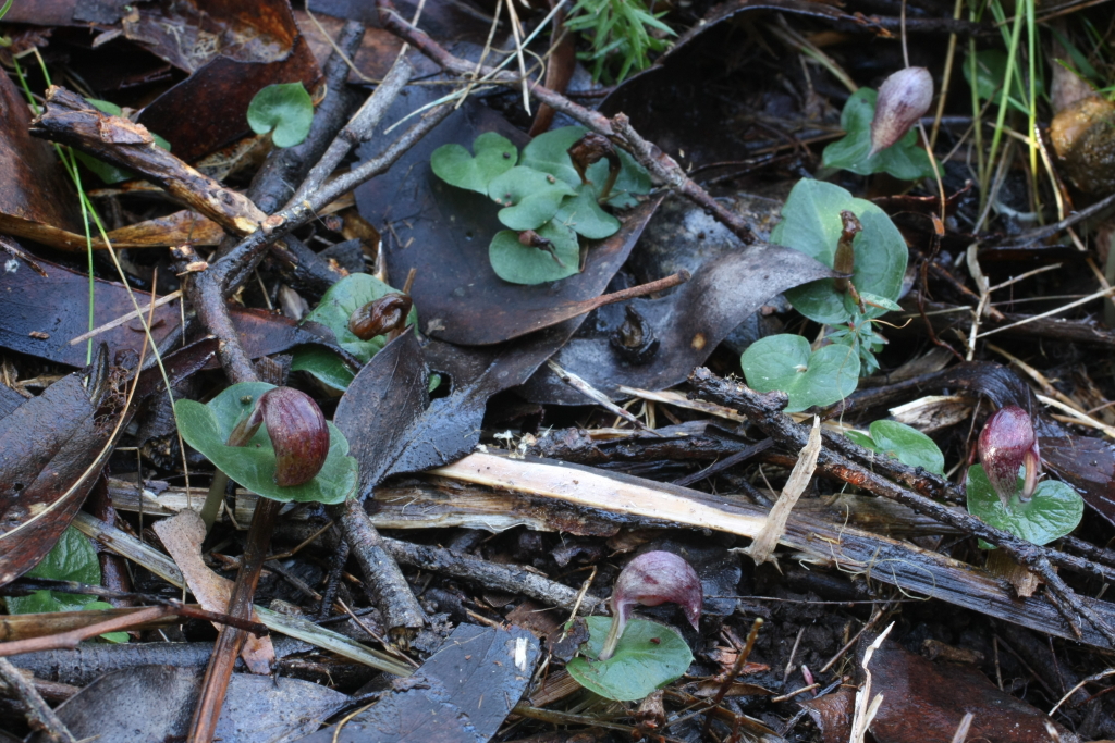 Corybas aconitiflorus (hero image)