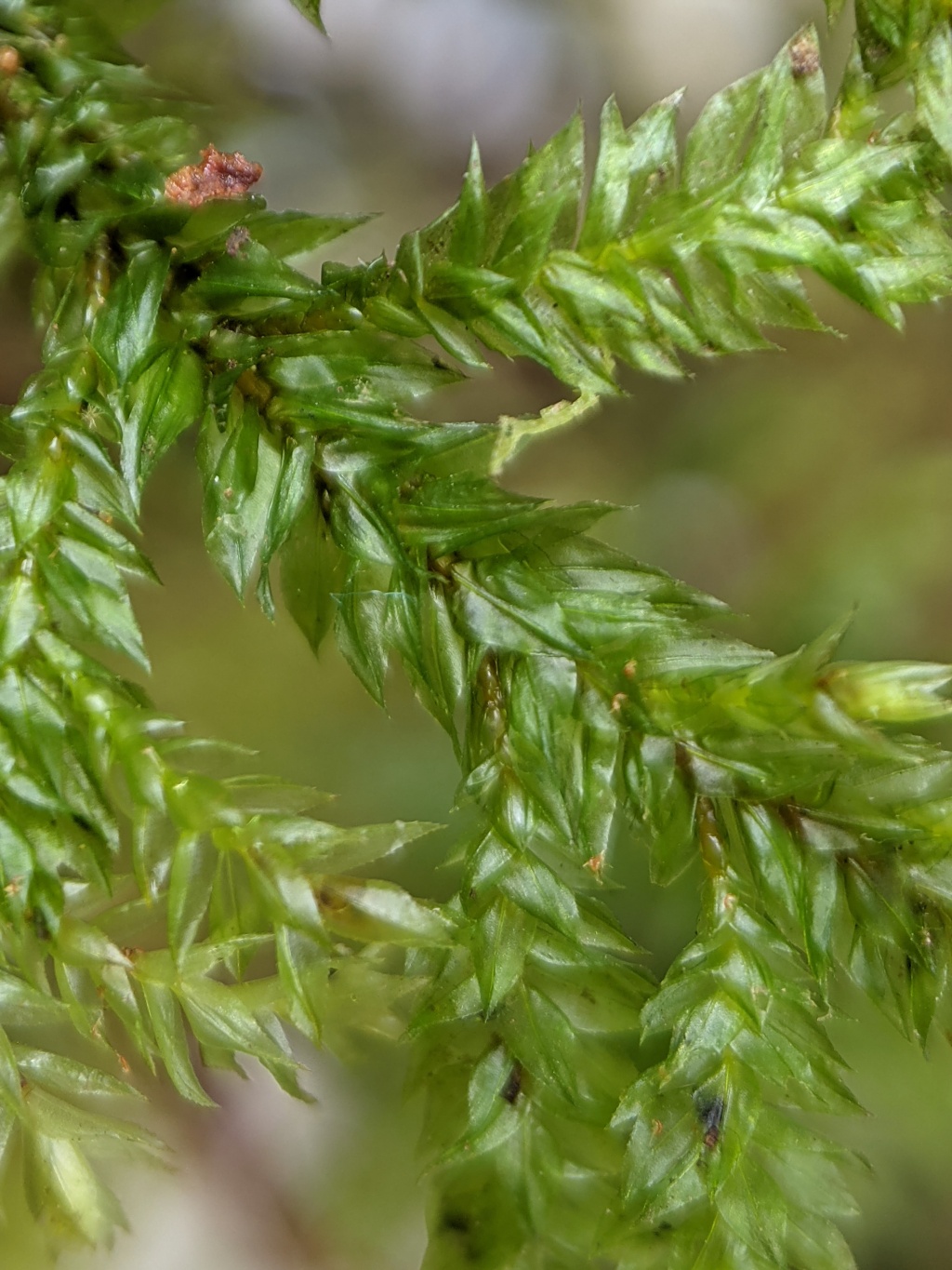 Hypnodendron vitiense (hero image)