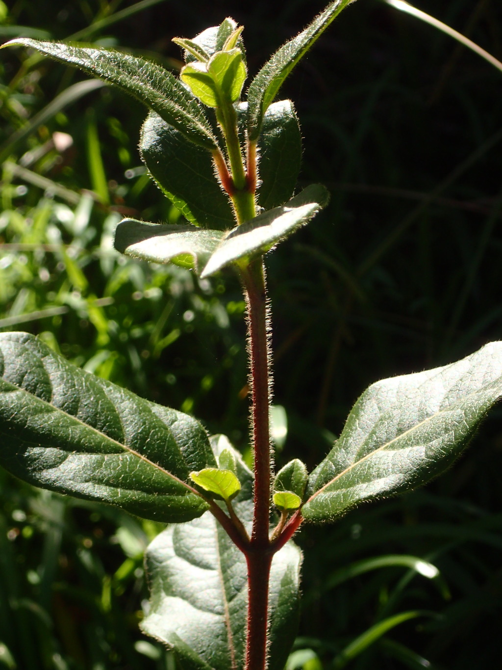 Viburnum (hero image)