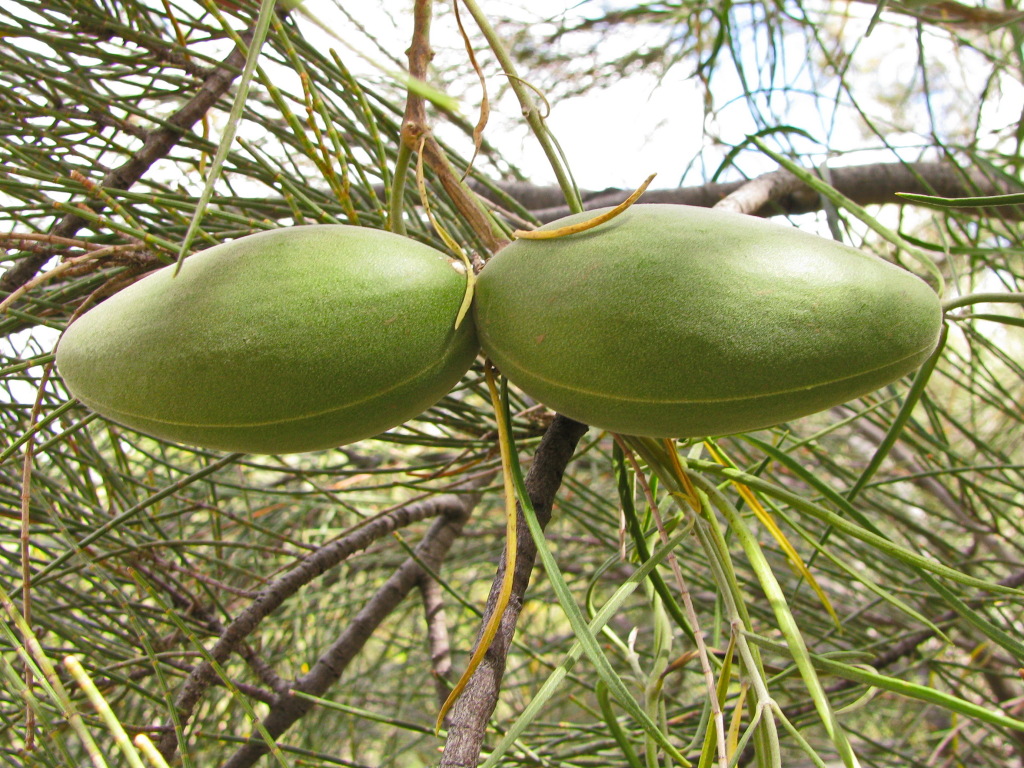 Leichhardtia australis (hero image)