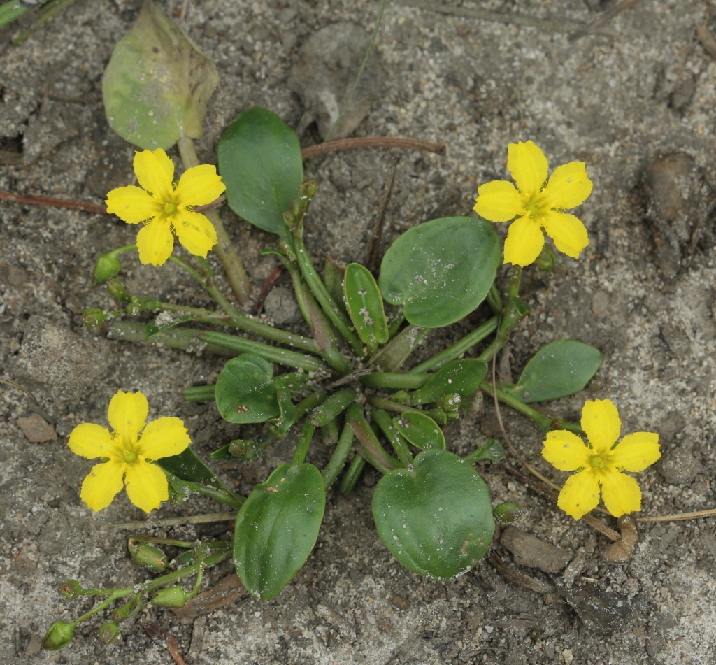 Ornduffia umbricola var. beaugleholei (hero image)