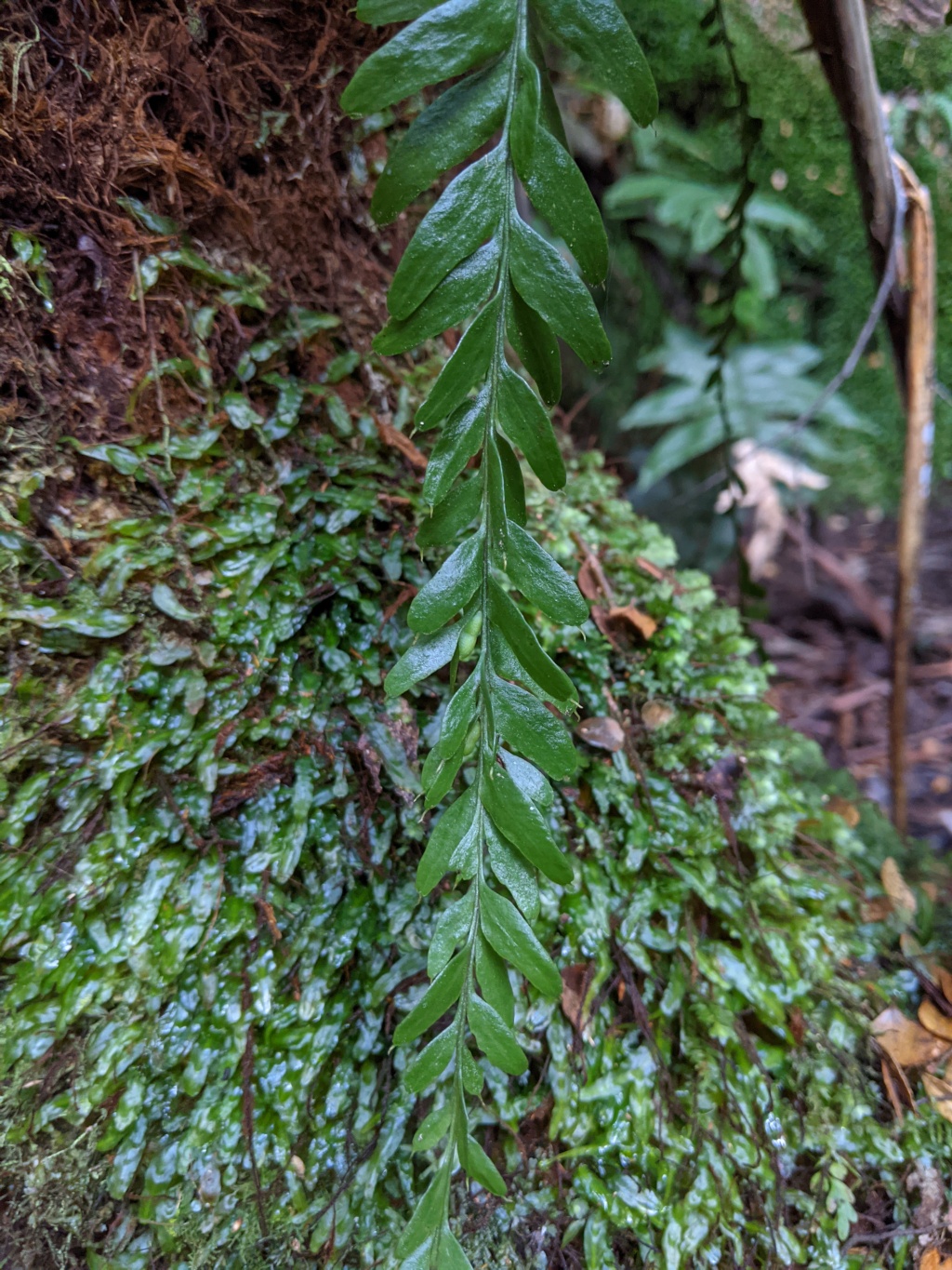 Psilotaceae (hero image)