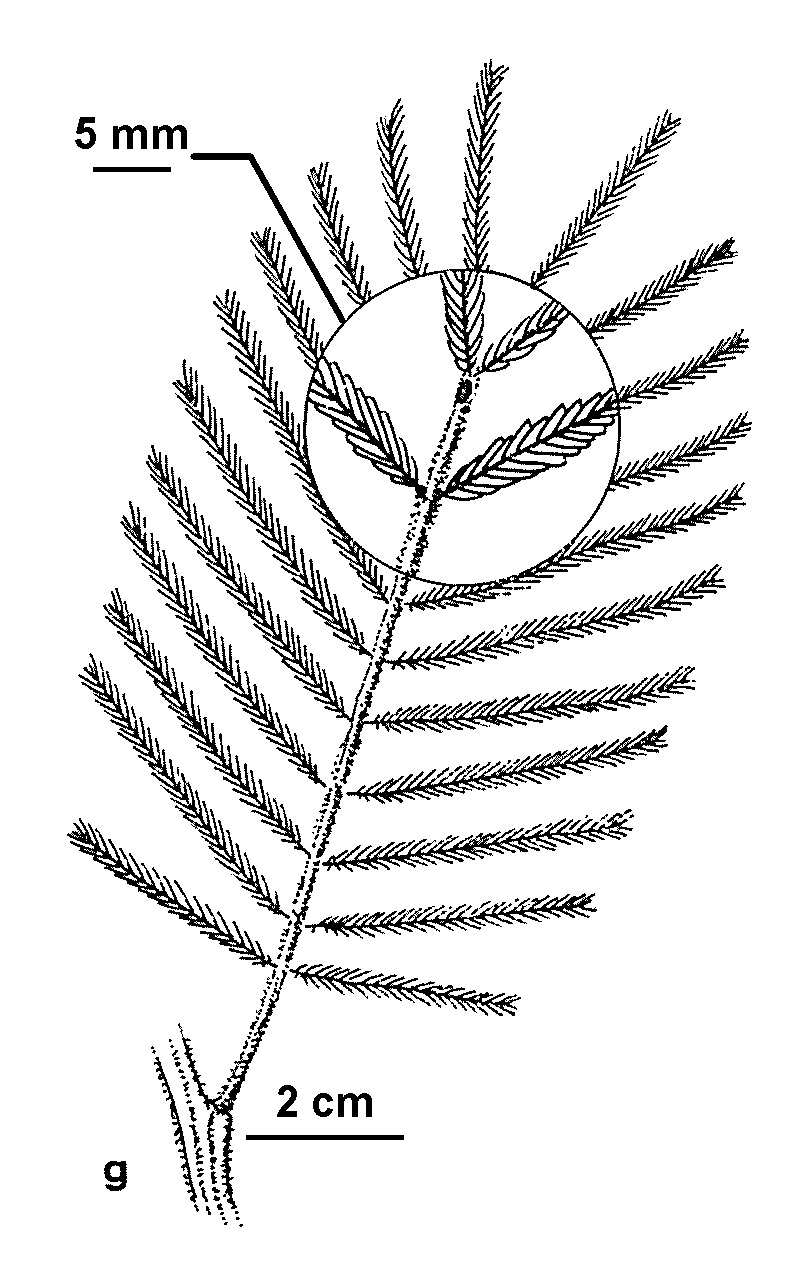 Acacia irrorata subsp. irrorata (hero image)