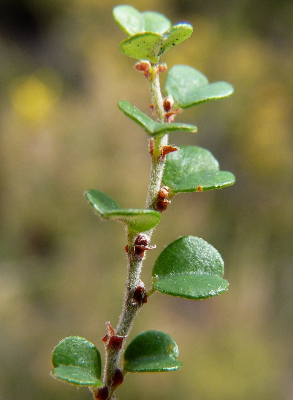 Bossiaea sericea (hero image)