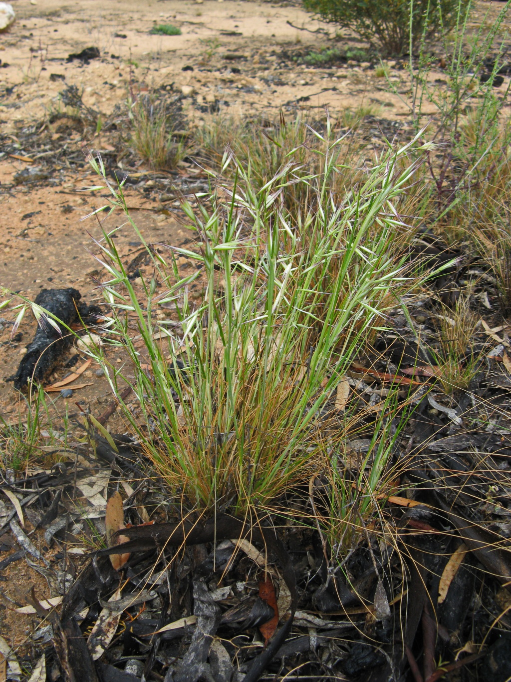 Rytidosperma caespitosum (hero image)