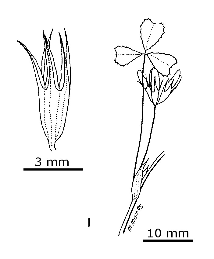 Trifolium ornithopodioides (hero image)