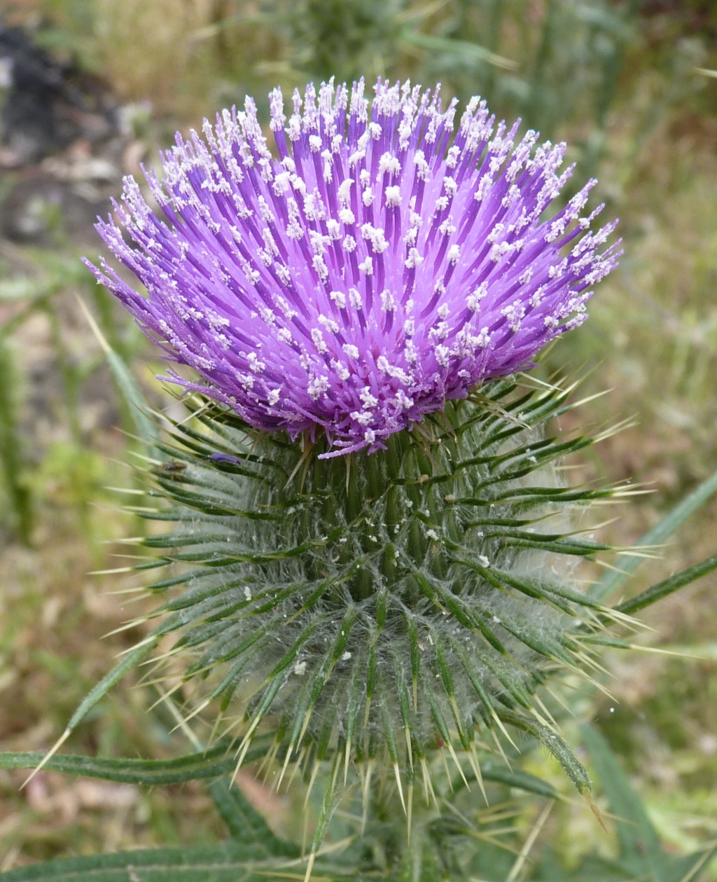 Cirsium (hero image)