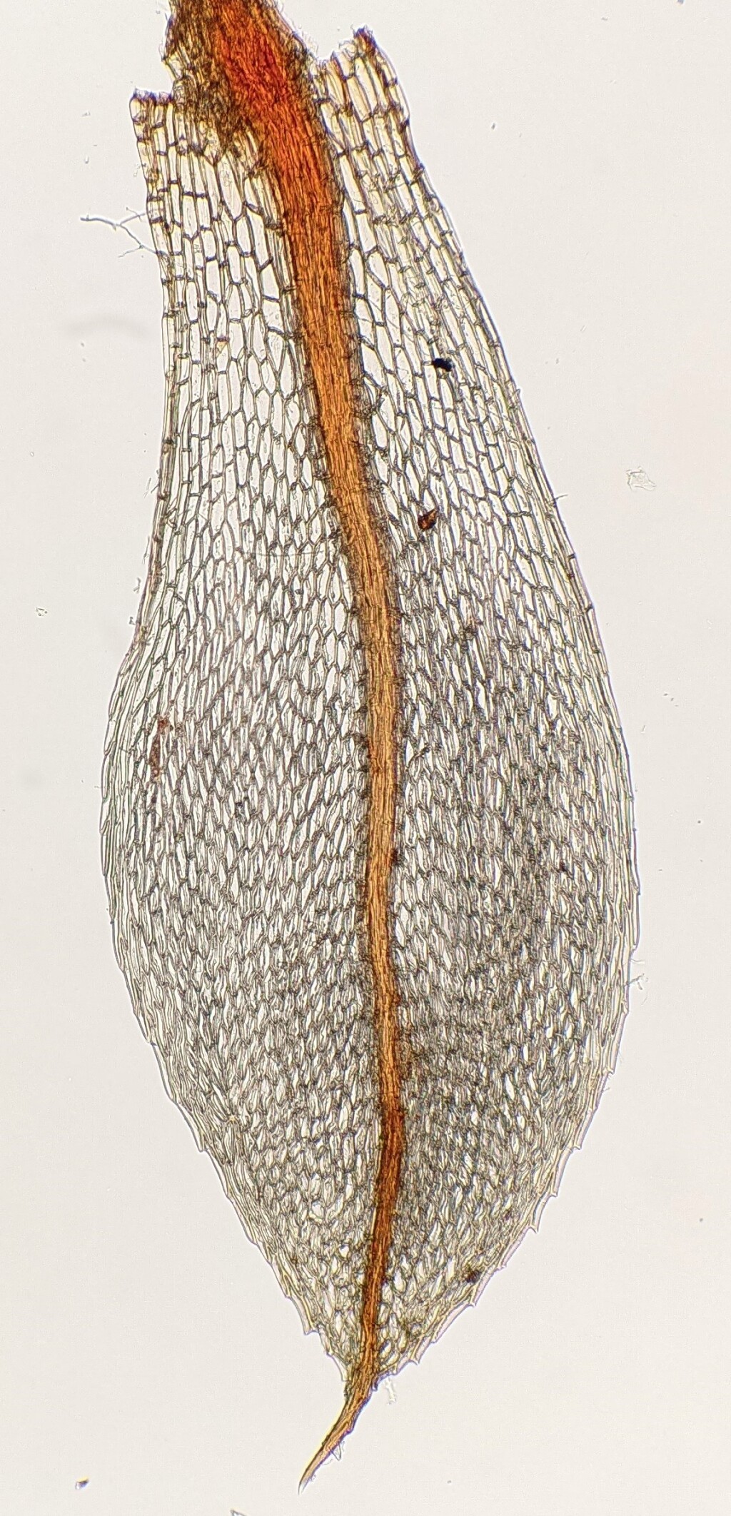 Rosulabryum albolimbatum (hero image)