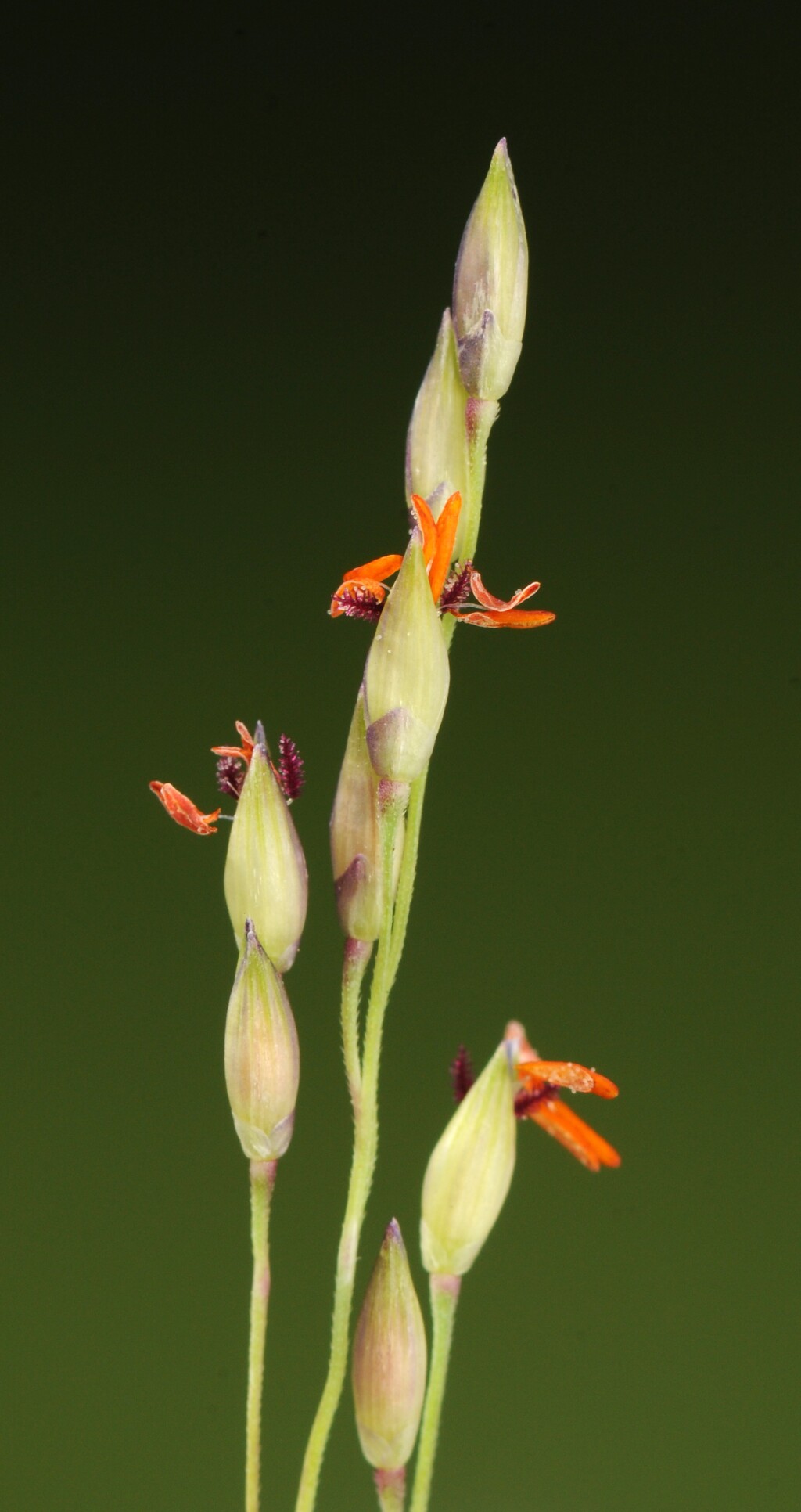 Panicum gilvum (hero image)
