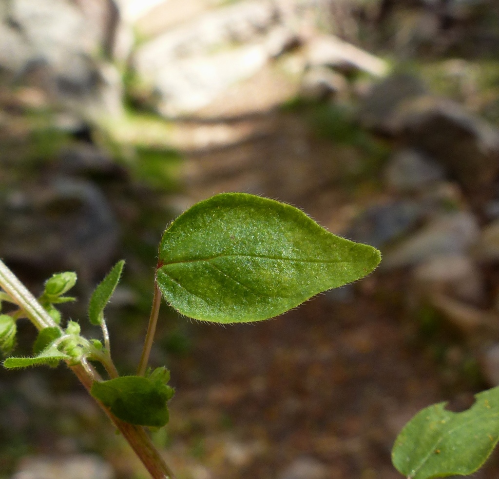 Parietaria debilis (hero image)