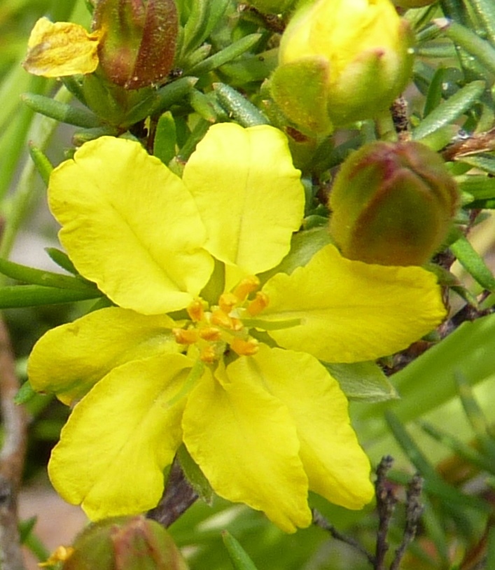 Hibbertia strigosa (hero image)