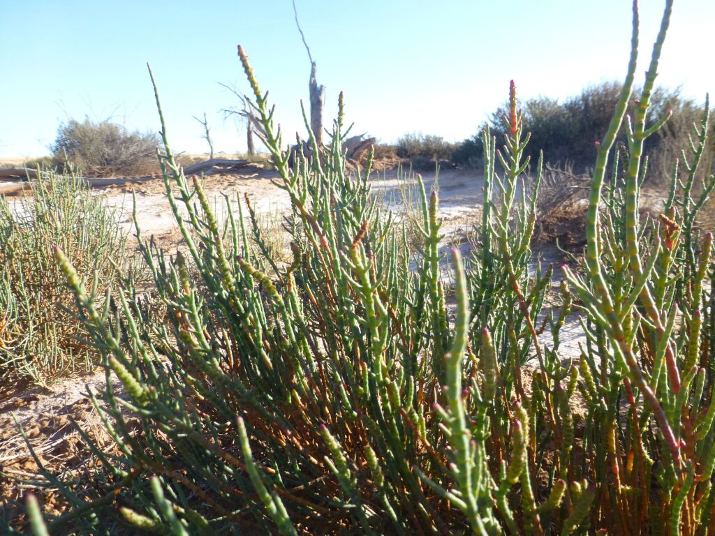 Tecticornia lylei (hero image)