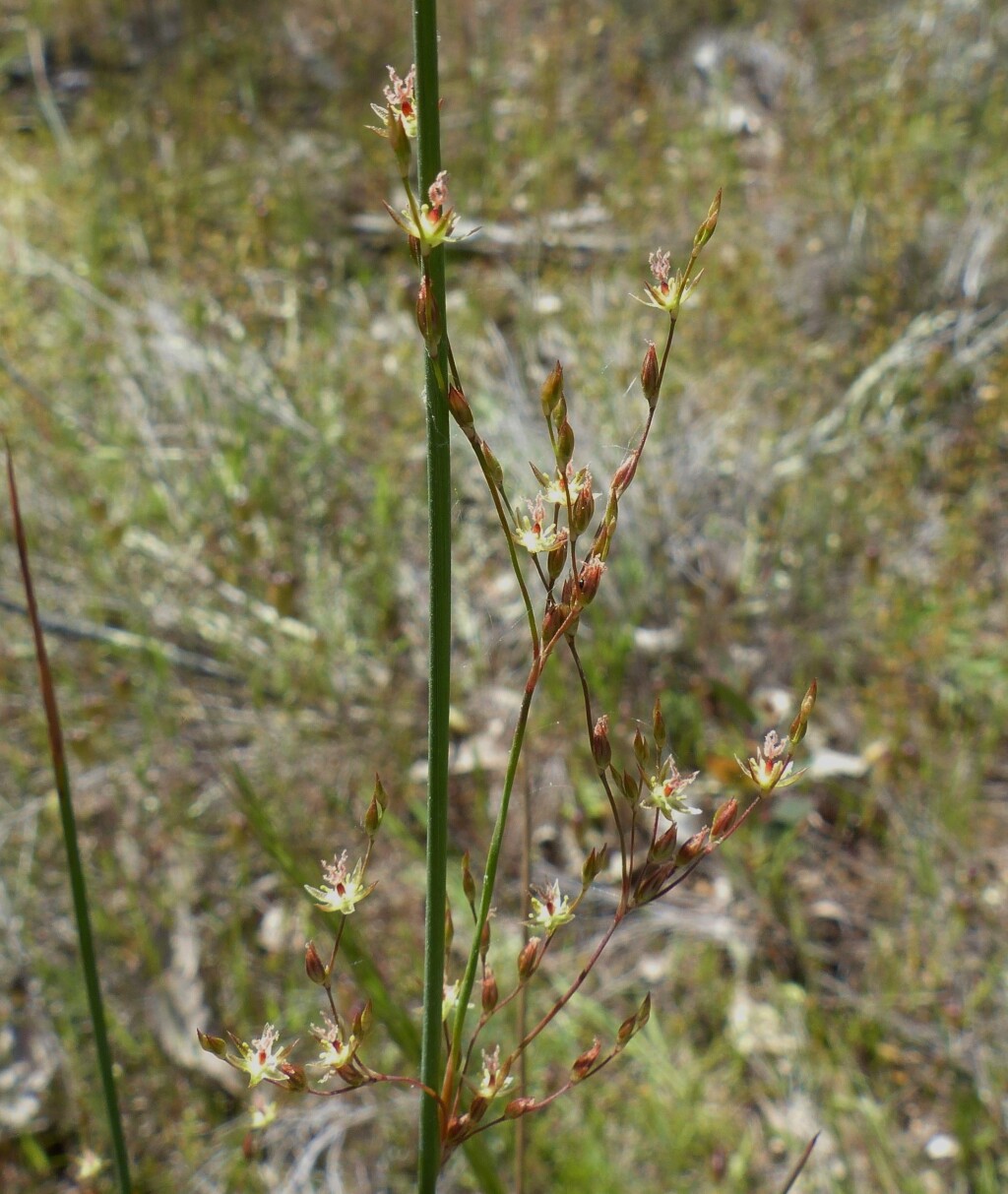 Juncus remotiflorus (hero image)