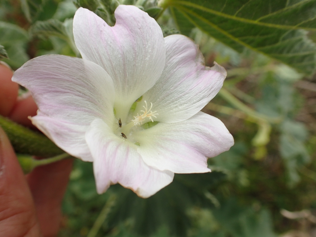 Malva preissiana (hero image)