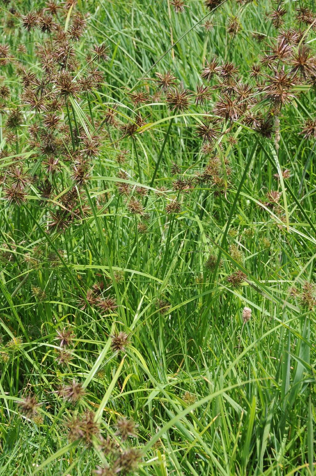 Cyperus (hero image)