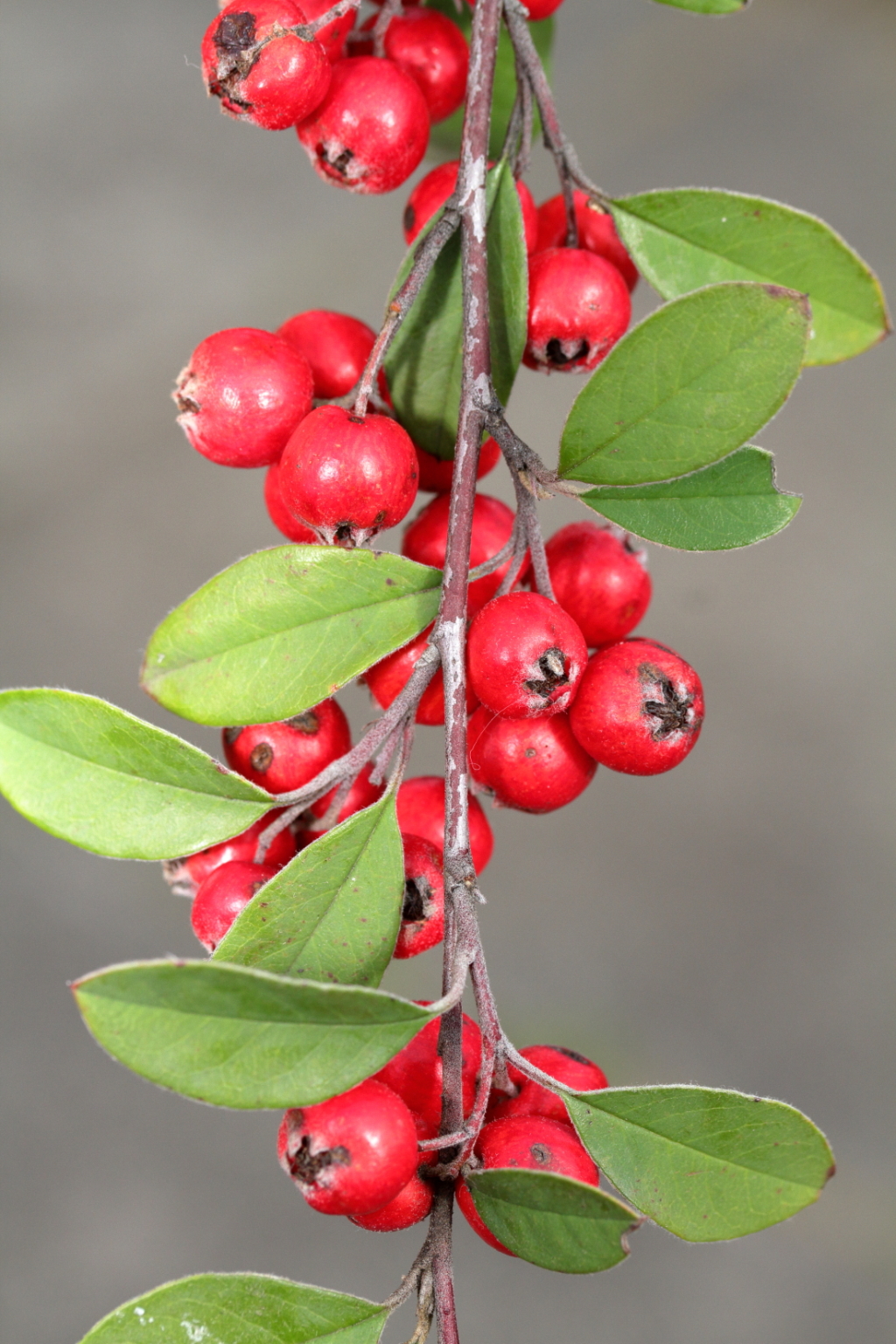 Cotoneaster pannosus (hero image)