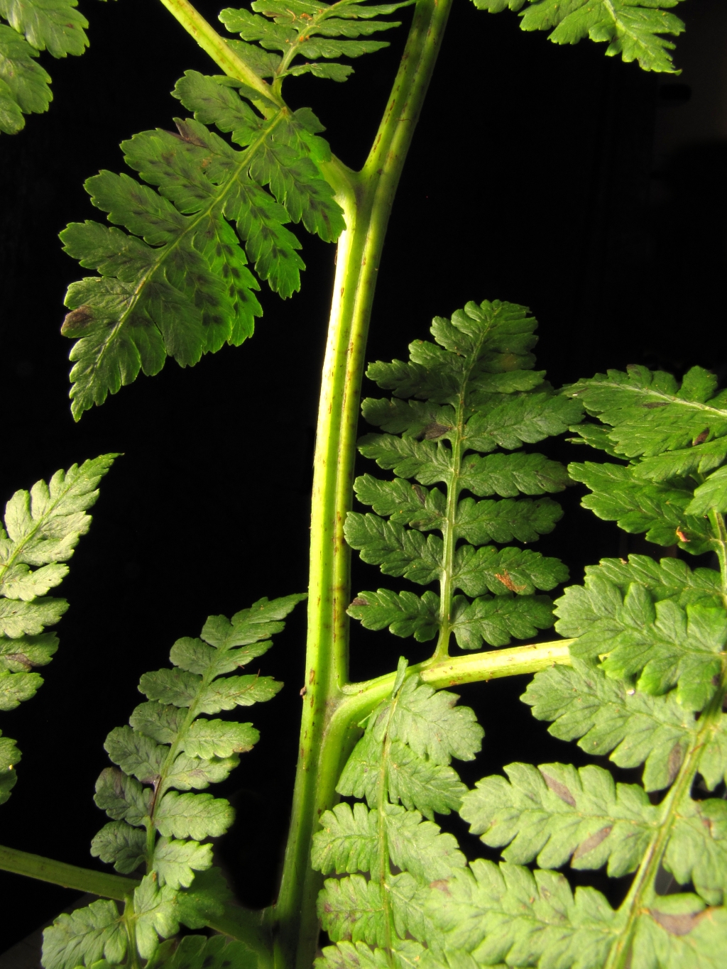 Athyriaceae (hero image)