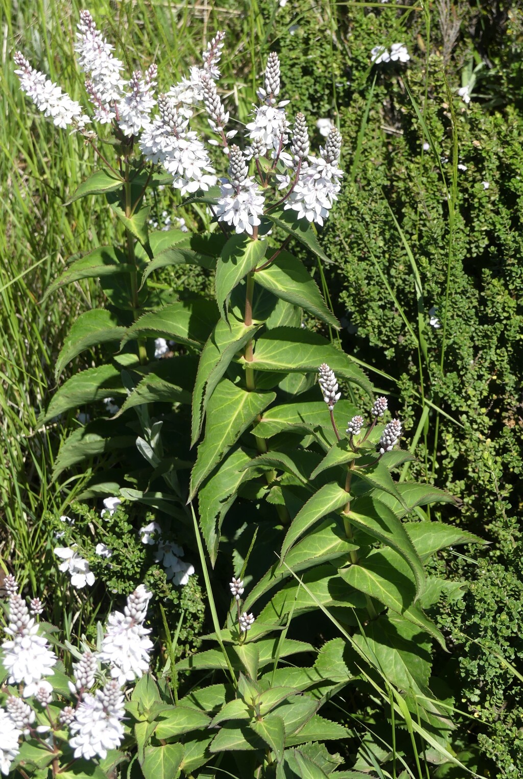 Veronica derwentiana subsp. maideniana (hero image)