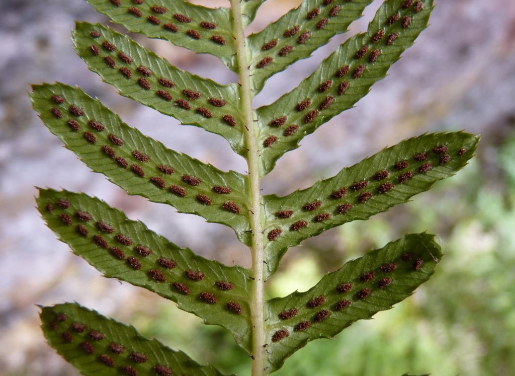 Blechnum parrisiae (hero image)