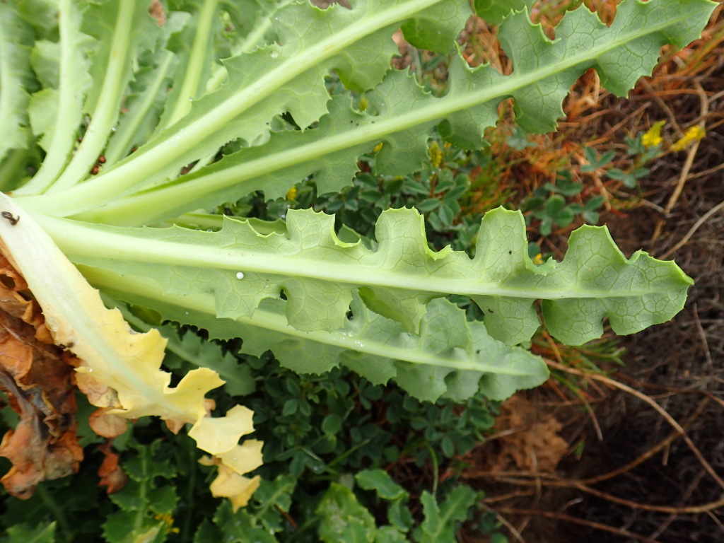 Actites megalocarpus (hero image)