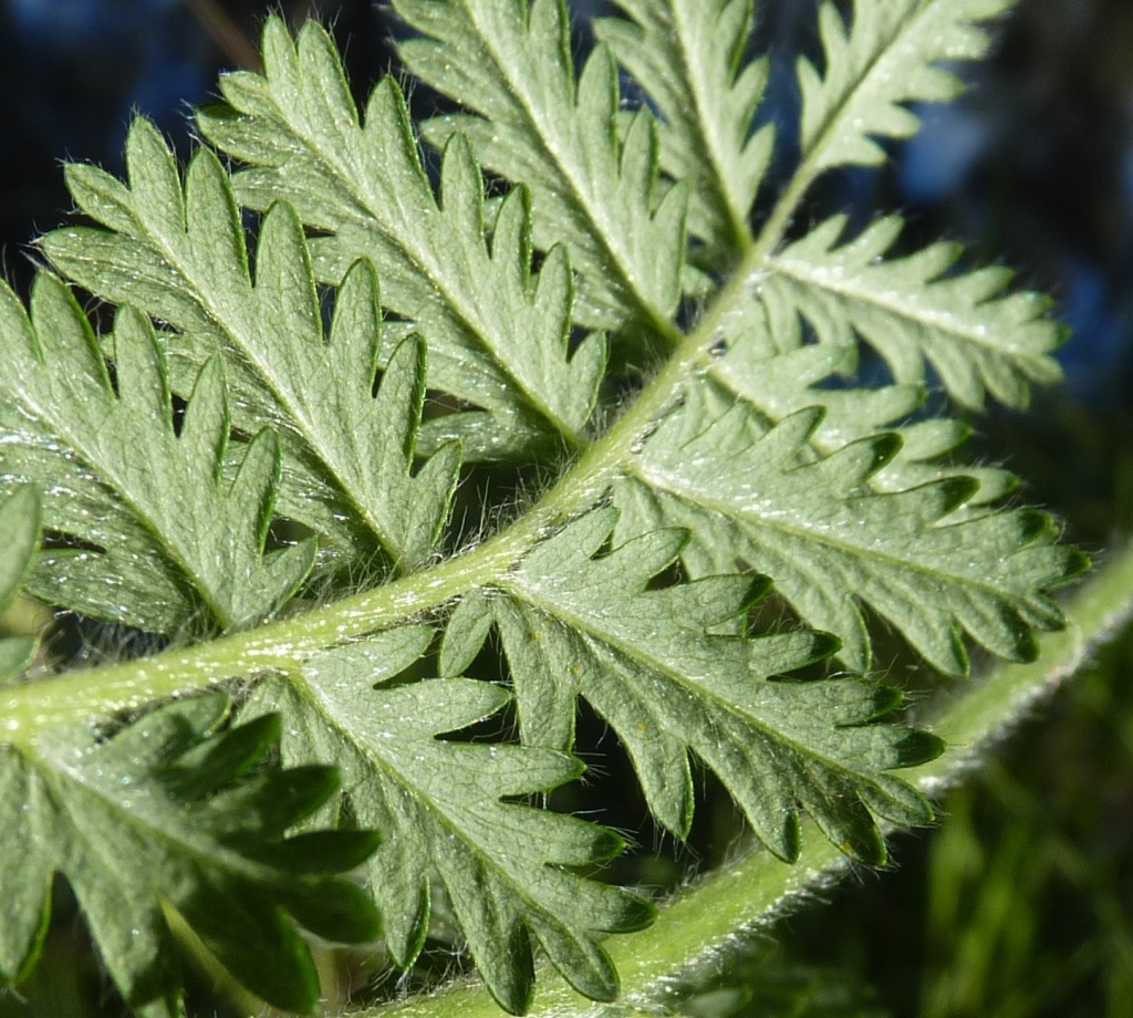 Acaena echinata (hero image)