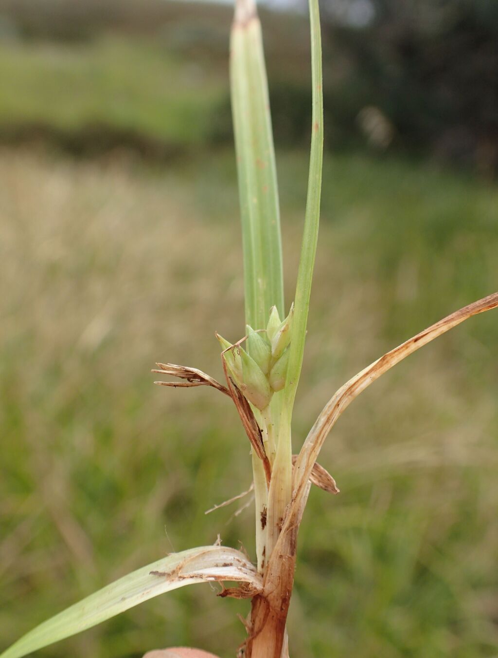 Carex jackiana (hero image)