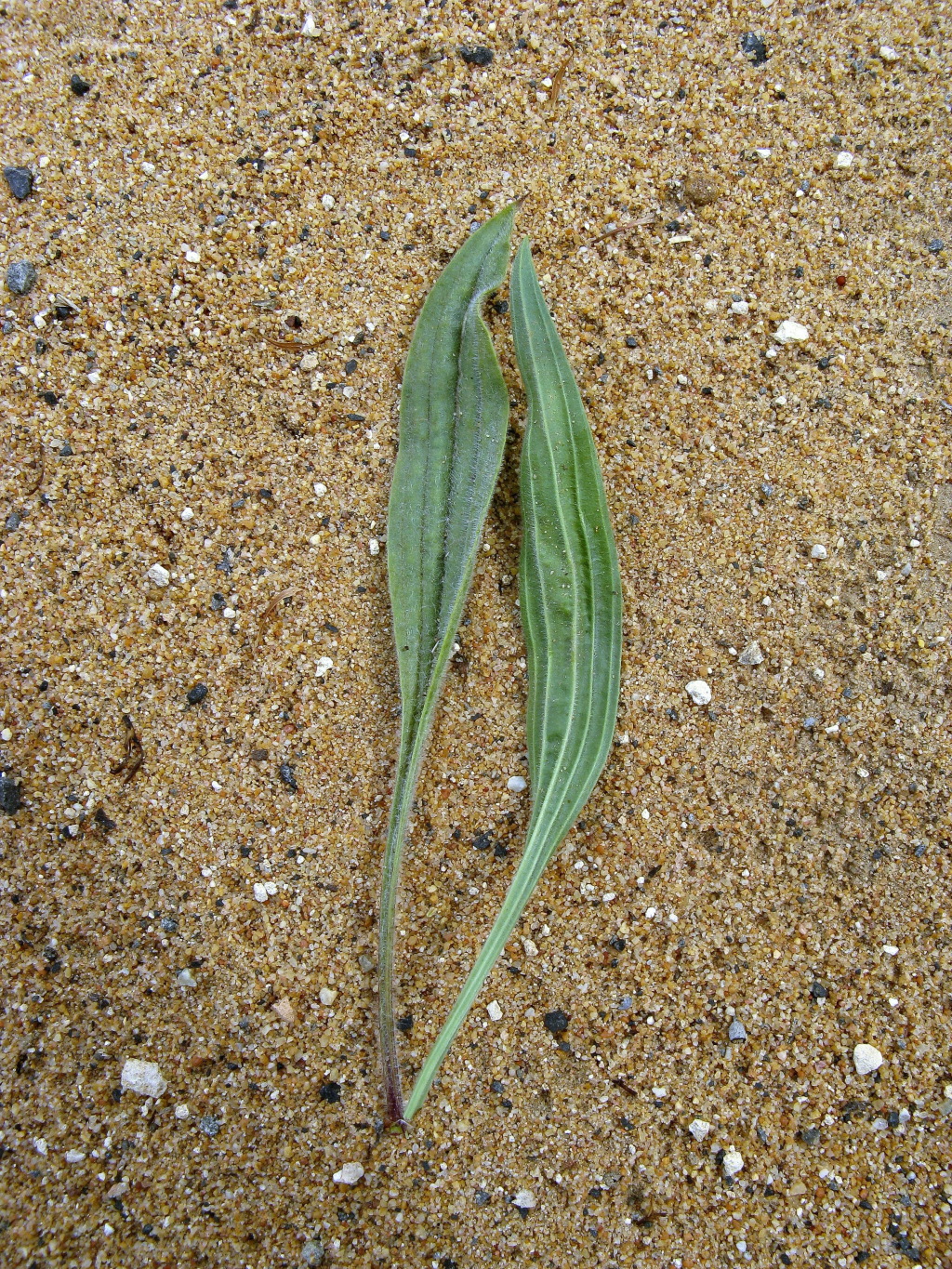 Plantago lanceolata (hero image)