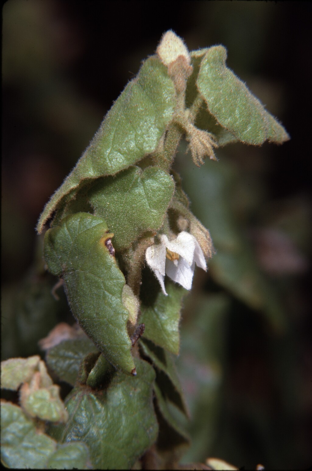 Lasiopetalum schulzenii (hero image)