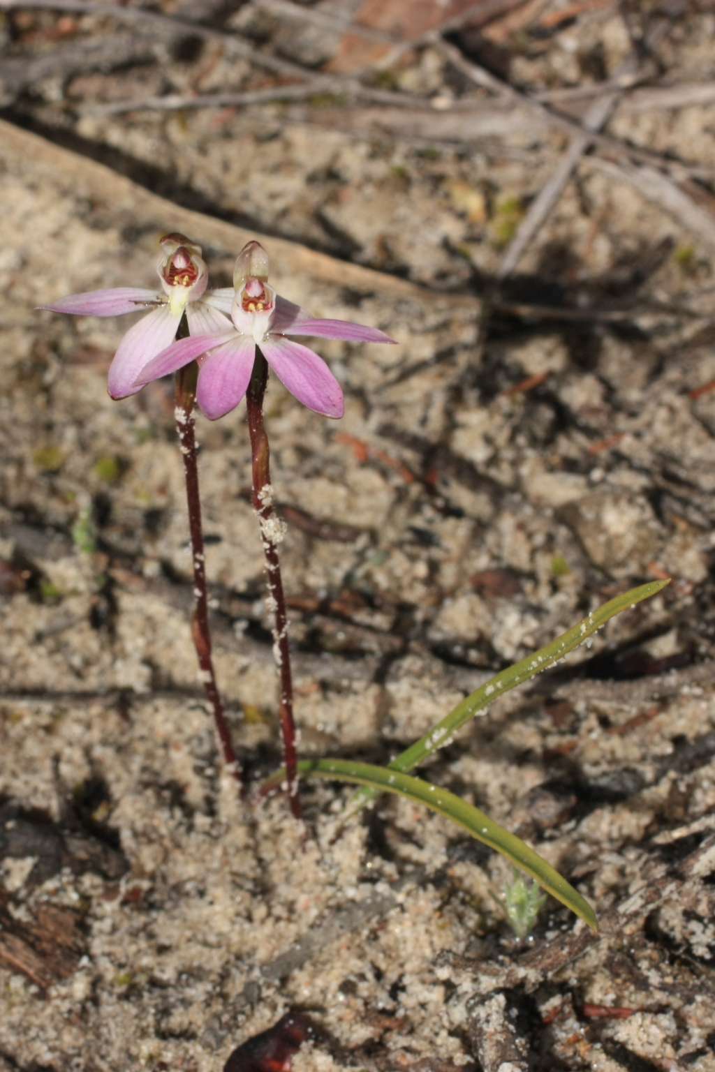 Caladenia fuscata (hero image)