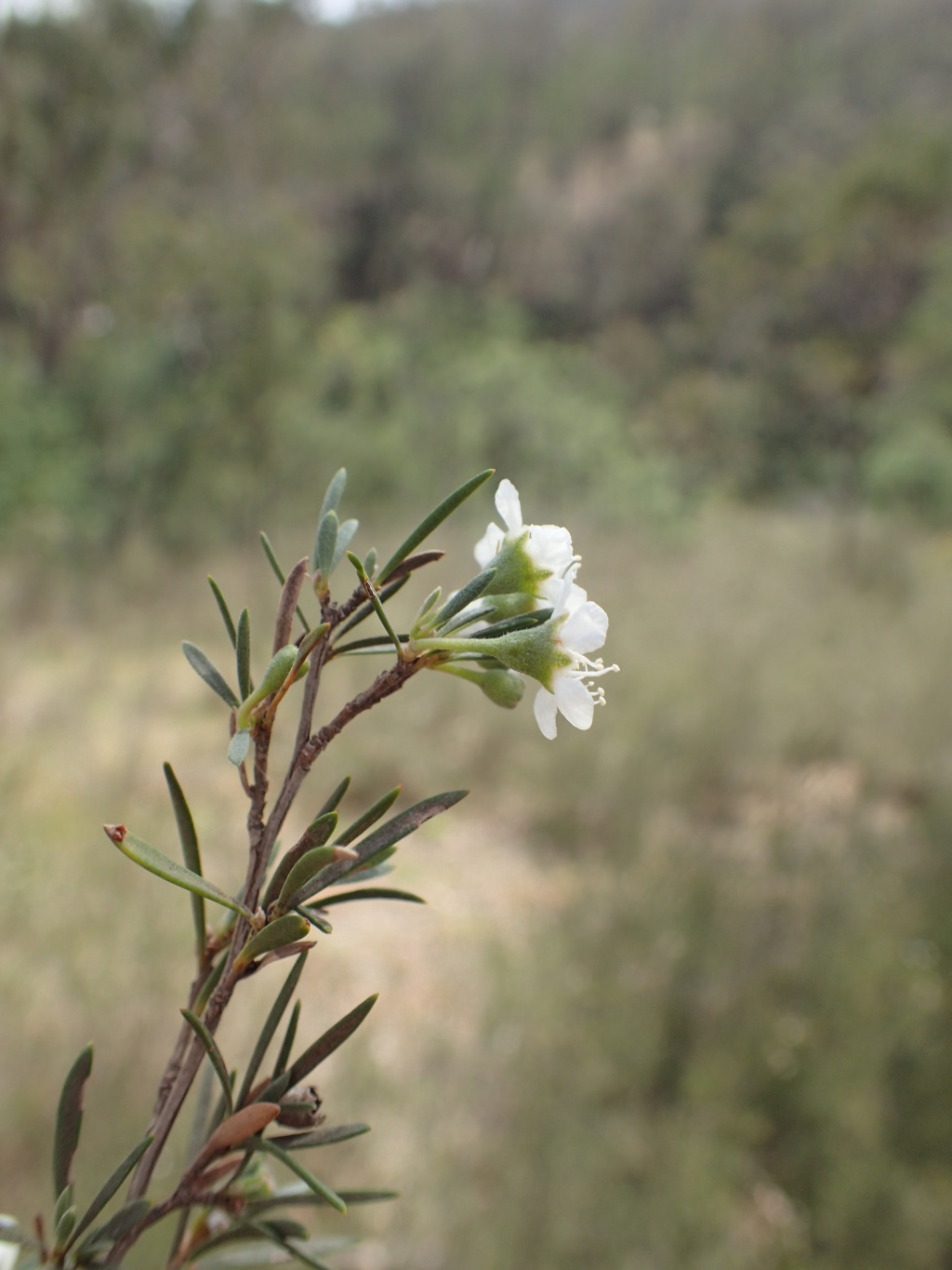 Kunzea phylicoides (hero image)