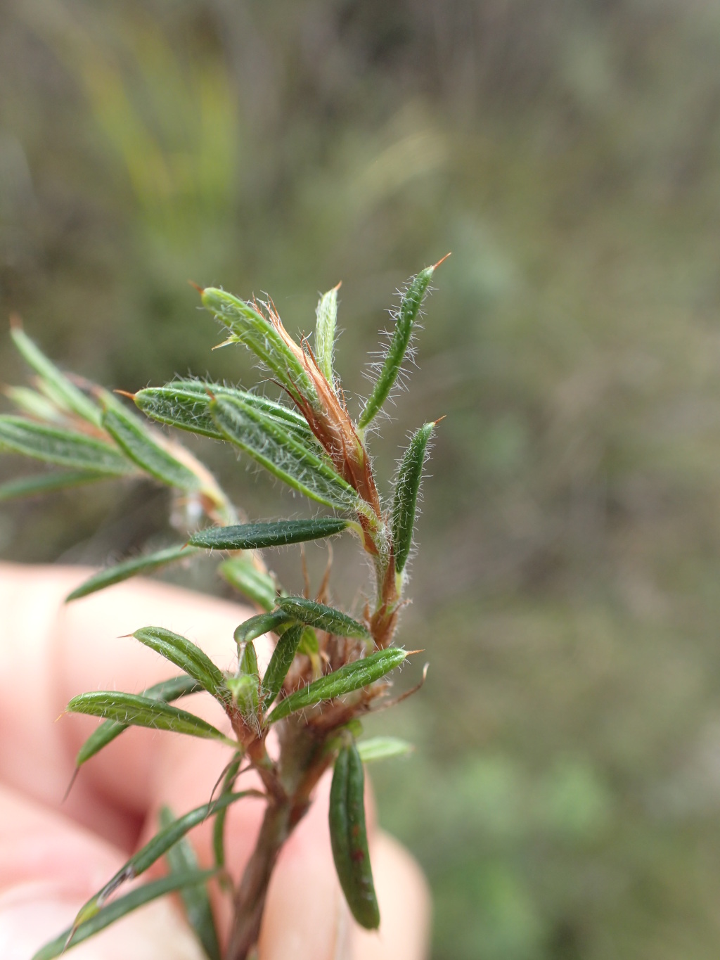 Pultenaea polifolia (hero image)