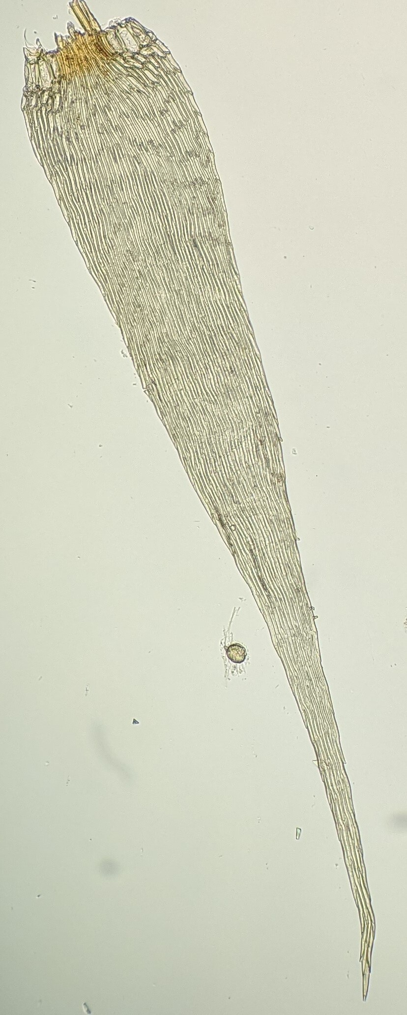 Rhaphidorrhynchium (hero image)