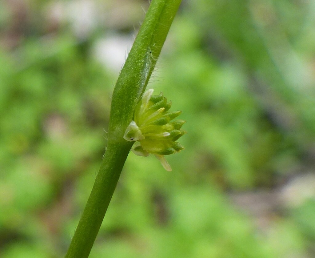 Ranunculus sessiliflorus (hero image)