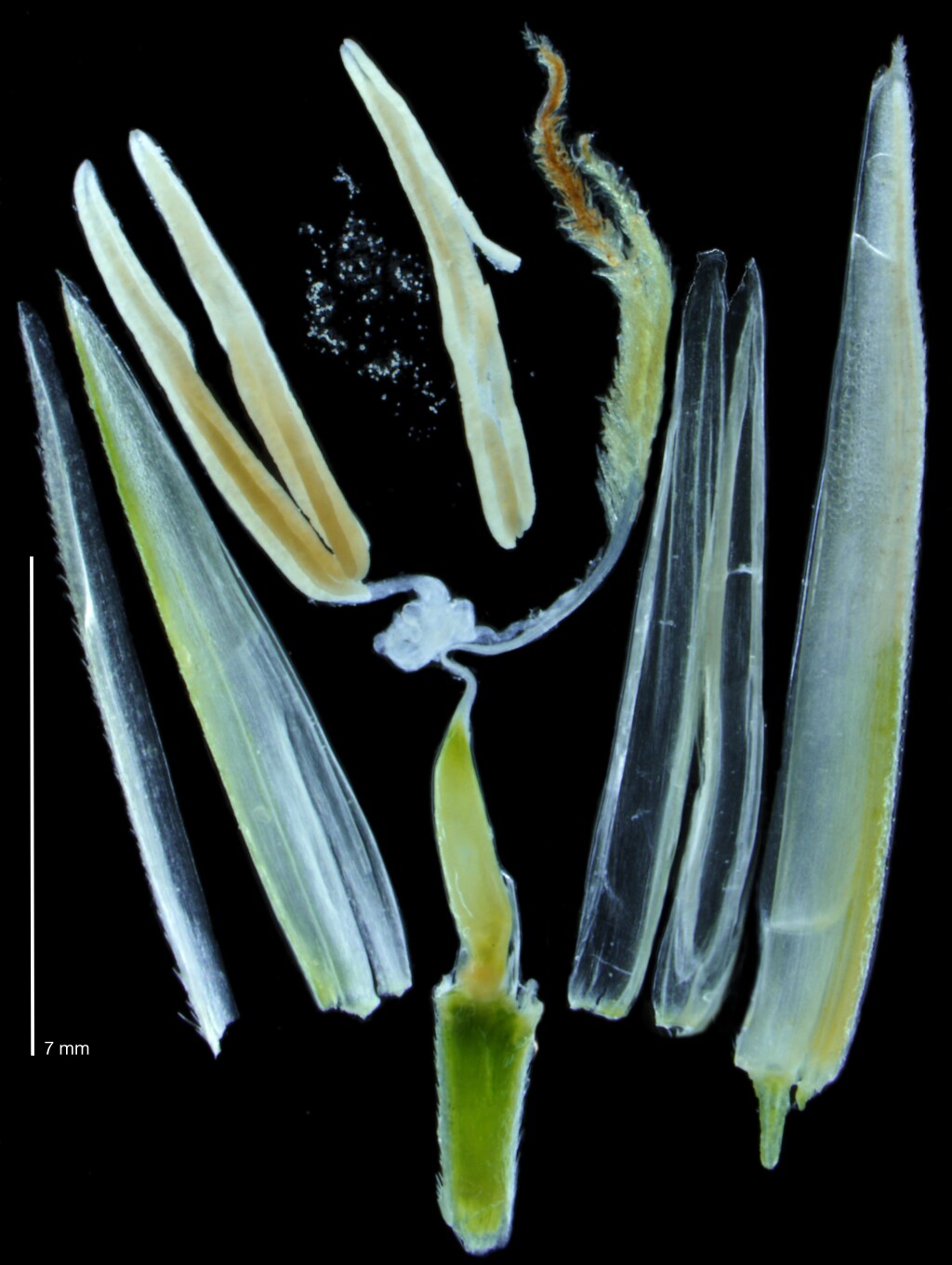 Sporobolus ×townsendii (hero image)