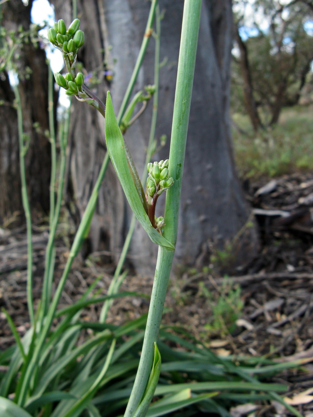 Dianella (hero image)