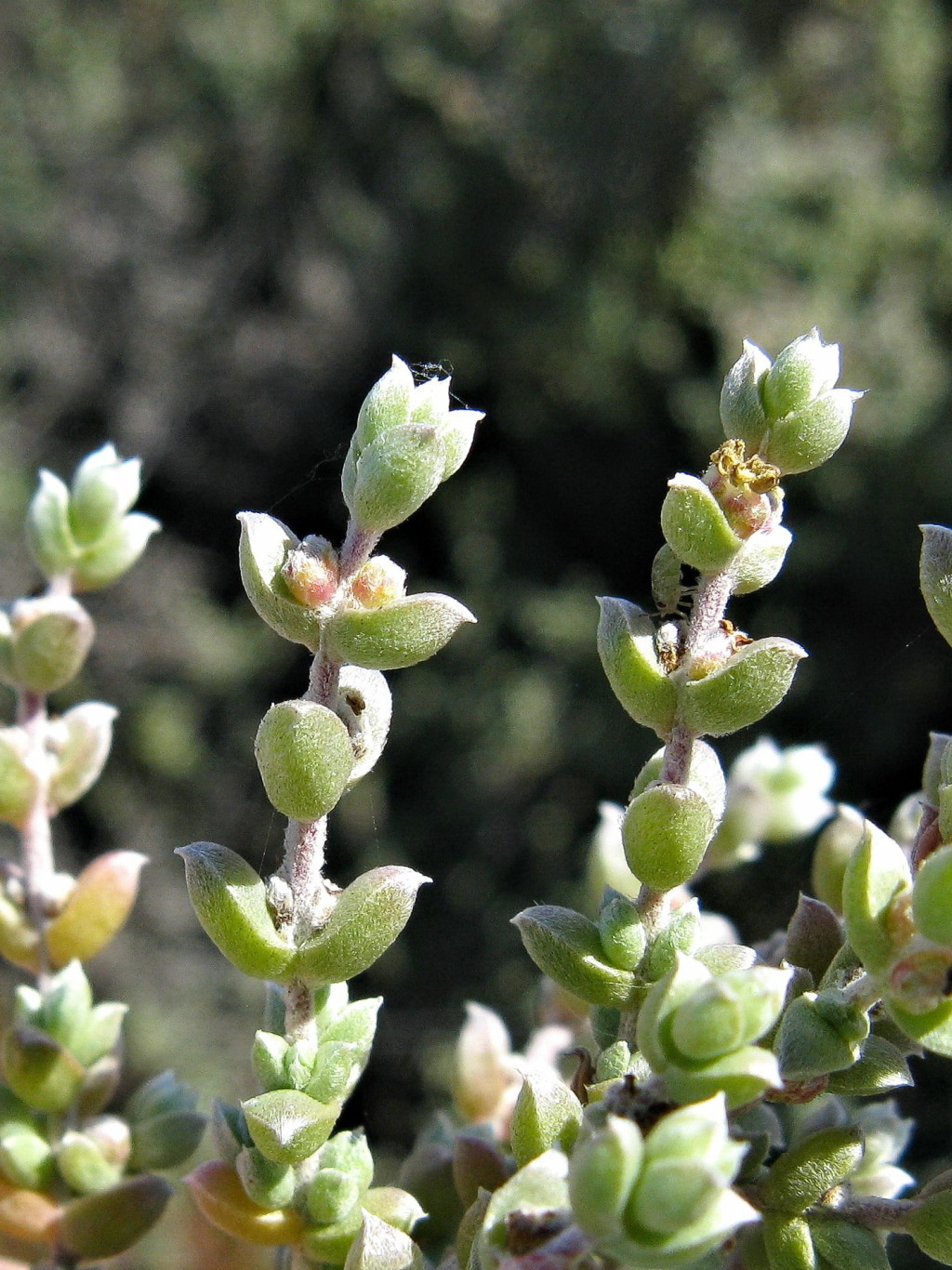 Maireana oppositifolia (hero image)