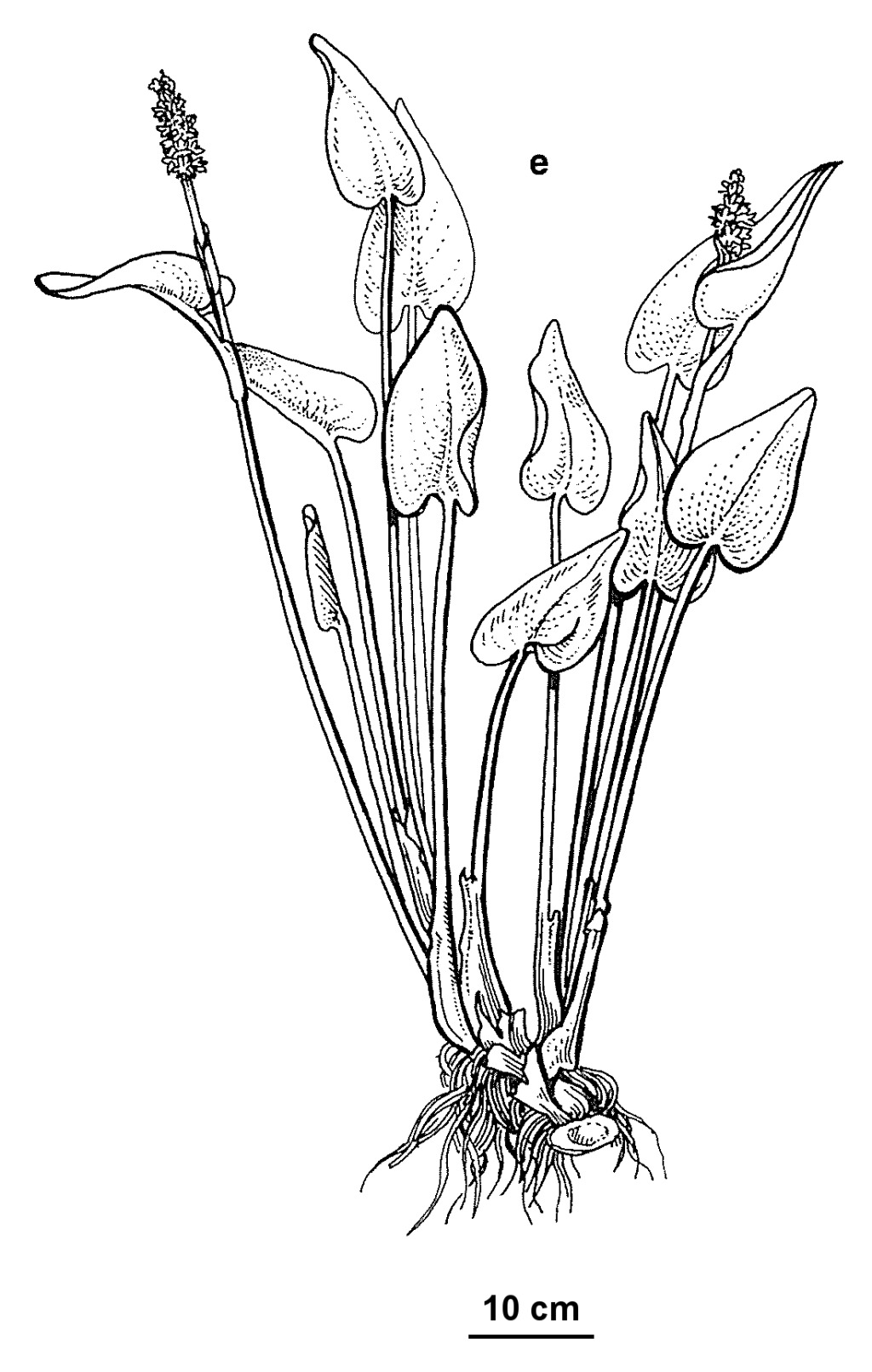 Pontederia (hero image)