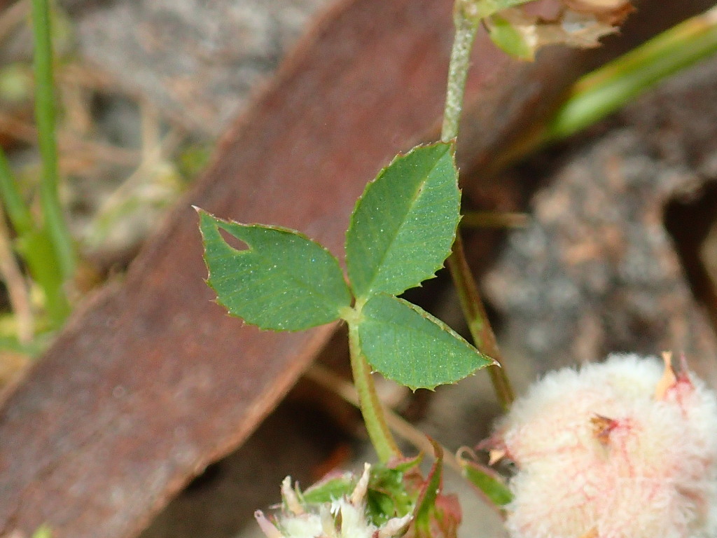 Trifolium tomentosum var. tomentosum (hero image)