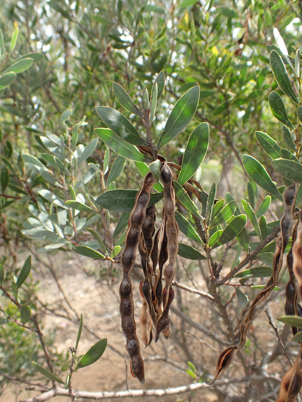 Acacia amoena (hero image)