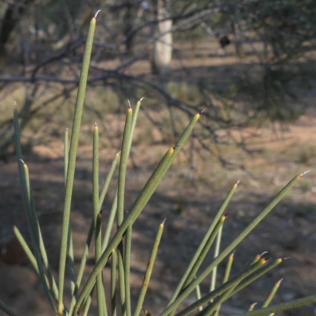 Hakea tephrosperma (hero image)