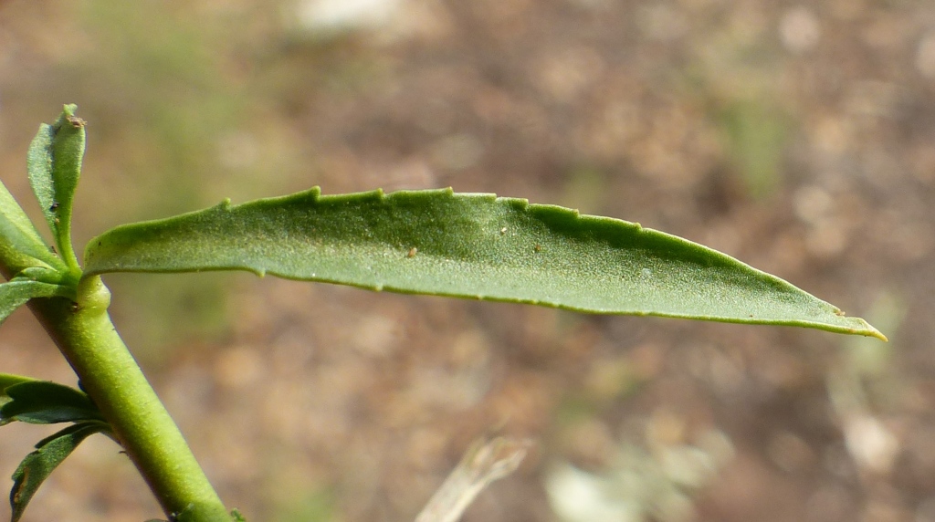 Lepidium africanum (hero image)