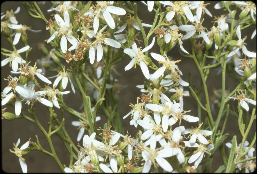 Olearia decurrens (hero image)